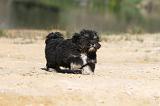 LHASSA APSO 017